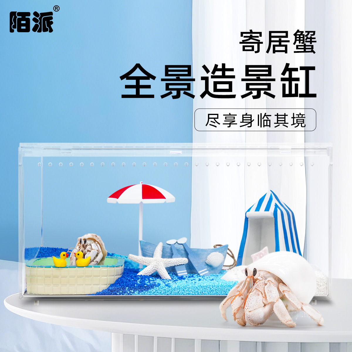 寄居蟹活体新手饲养套餐套装