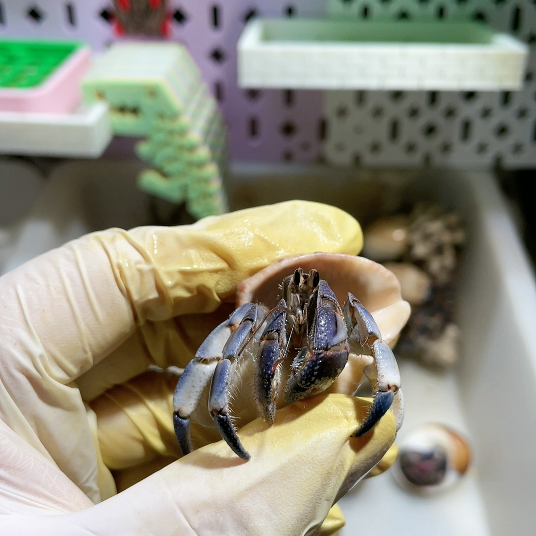 C939,宠物/宠物食品及用品,蟹,淘宝优惠券,粉丝福利购,淘宝优惠卷