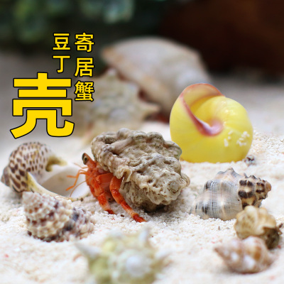 寄居蟹豆丁替换壳～迷你房