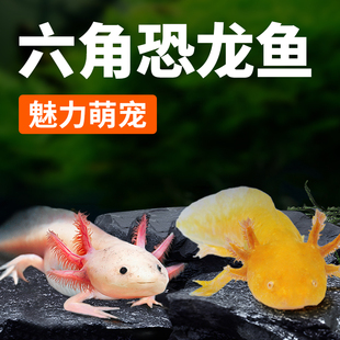 极速淡水六角恐龙观赏鱼网红萌宠A美西螈好养耐活体蝾螈冷水两栖