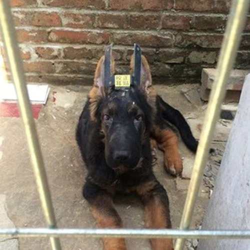 极速犬用a大丹犬定型塑形法斗法国斗牛犬狗狗耳朵矫正立耳器耳贴