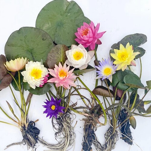新品睡莲大根块微型四季种植w室内外阳台桌面水培植物多色带芽易