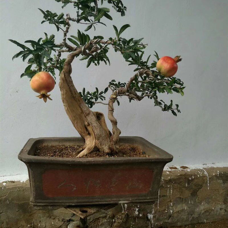 极速紫玉石榴盆景盆栽提根石榴微A盆景石榴造型石榴树桩小老桩矮
