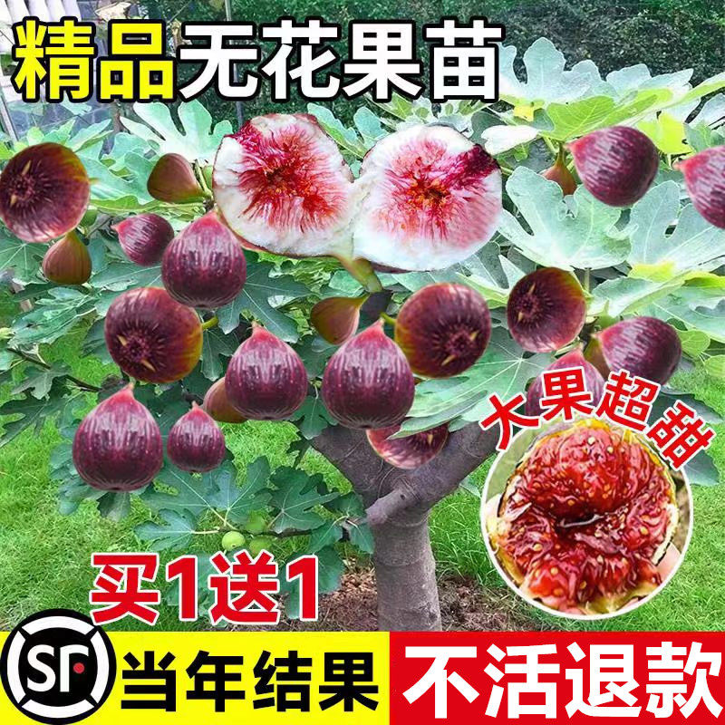 矮化无花果苗盆栽南北耐寒特大果图片
