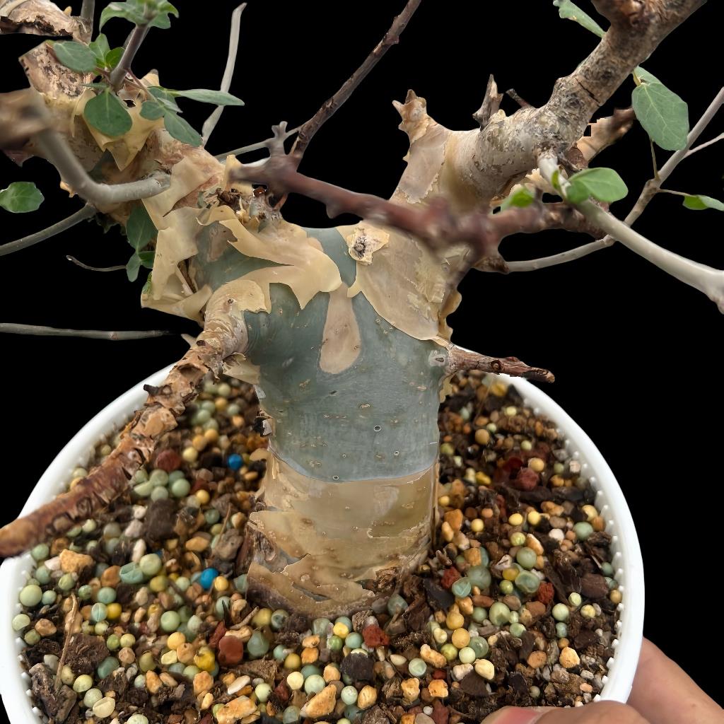 蓝白皮橄榄籽播实生 潮流块根多肉植物 盆景 易养活夏季品种