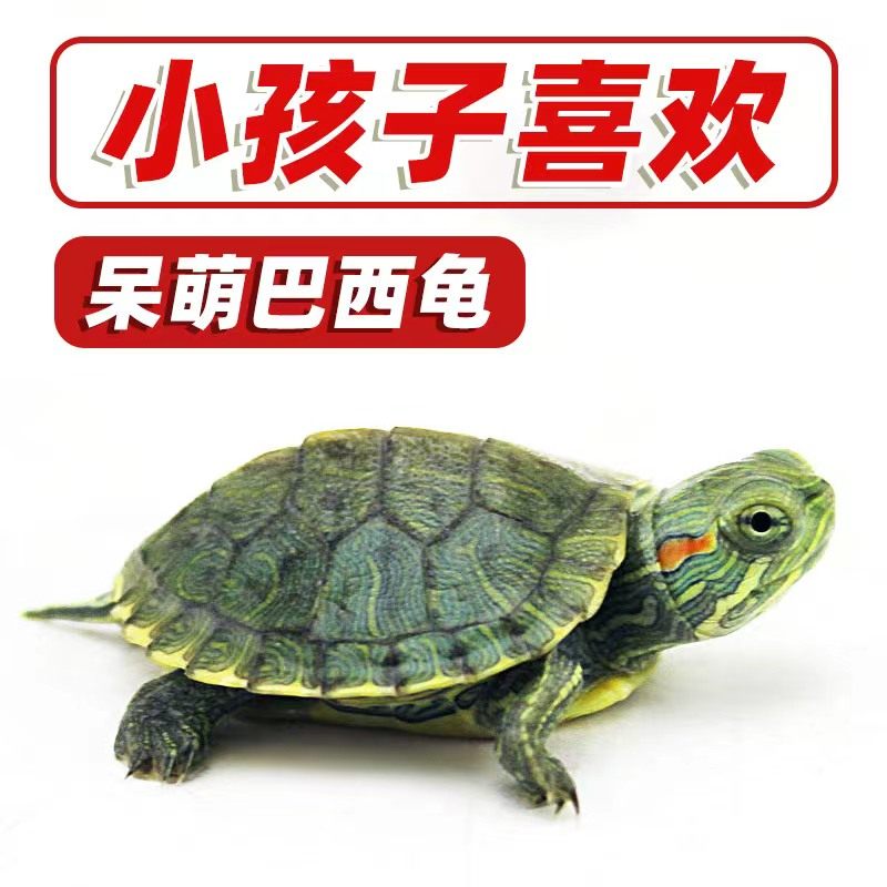 乌龟宠物龟活体活物红耳龟水龟幼苗观赏好养活小宠物龟苗大巴西龟