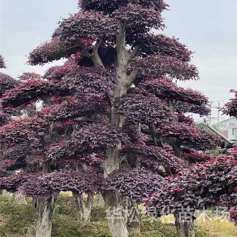 造型红花继木树景区观赏风景树园林绿化工程苗红花檵木造型树