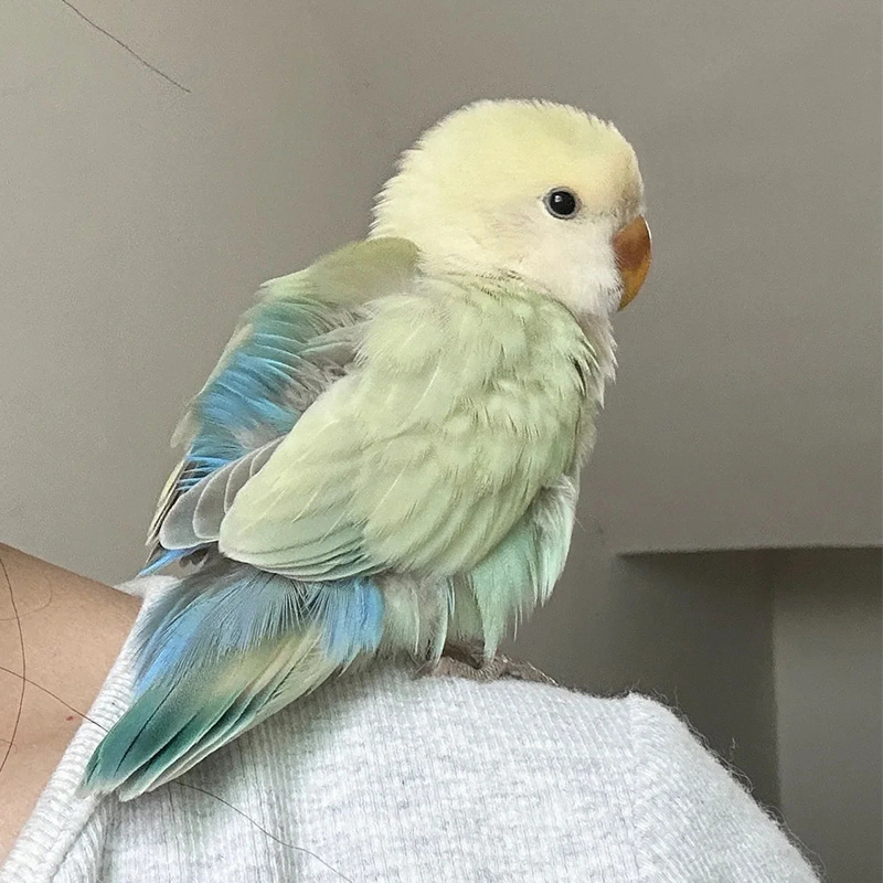 手养鹦鹉活鸟亲人金彩鹦鹉双显大头鸟类会学说话的鸟宠物半毛雏鸟