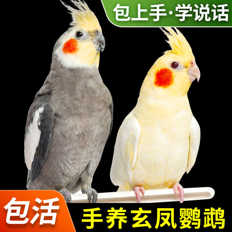 玄凤鹦鹉活鸟会说话的鸟类手养宠物黄化原始灰玄凤一公一母可繁殖图片