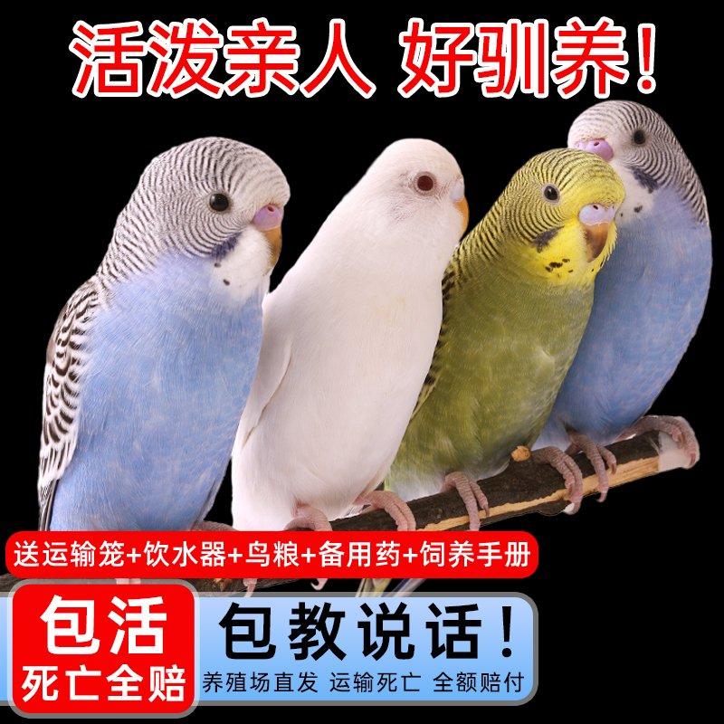 鹦鹉活鸟虎皮鹦鹉活物会说话的鸟类手养宠物适合小孩子养的小鹦鹉