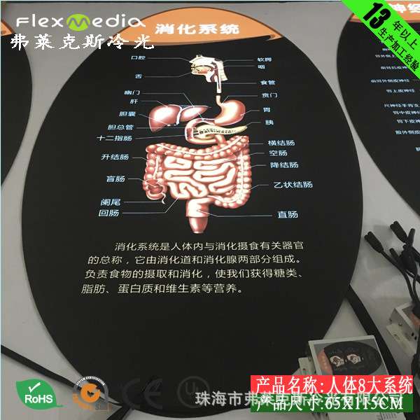 科技馆展馆新方案，人体八大系统－循环系统 EL冷光片，超薄灯箱