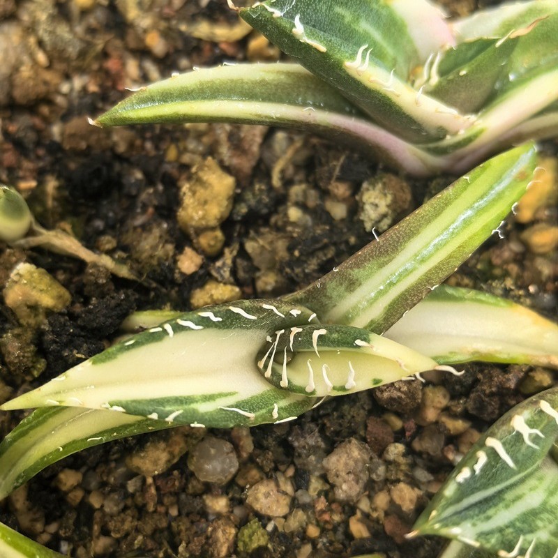 斗牛士中斑绿植盆栽景观多肉植物大棚批发龙舌兰仙人球十二卷大戟