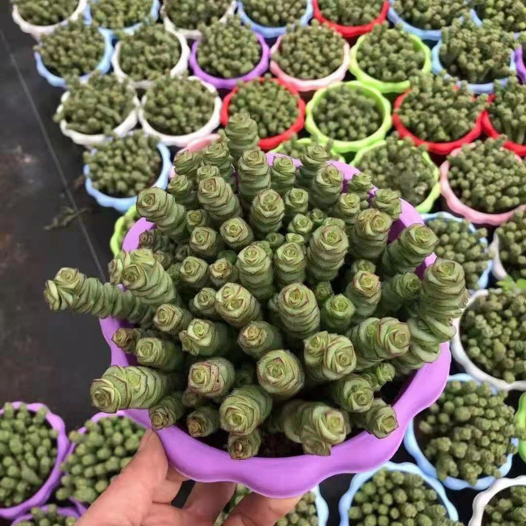 基地直供钱串仙人球盆栽