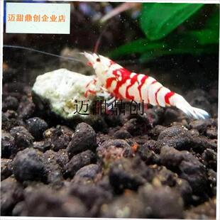 晶虾观赏虾红白练手黑白t酒红金刚花虎银河繁殖组抱卵母宠物虾,