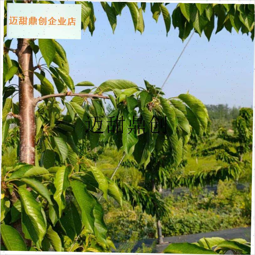 德助苹果树主干枝拔角器G树枝修剪器大樱桃梨,