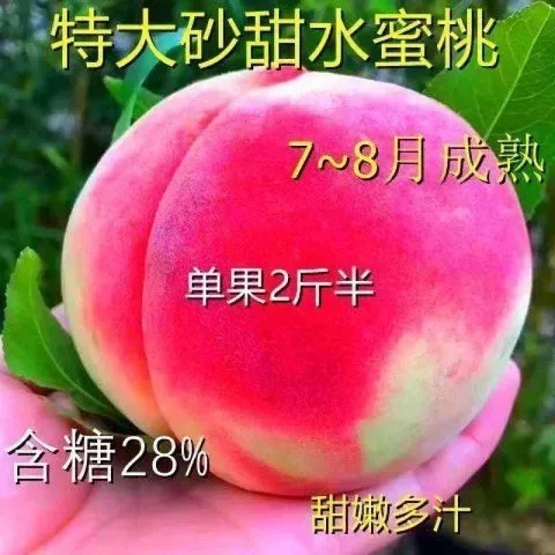 特大砂甜桃嫁接桃树苗晚熟水蜜桃盆栽地栽南北方果树苗超甜桃树苗,农用物资,果树种子/种苗,淘宝优惠券,粉丝福利购,淘宝优惠卷