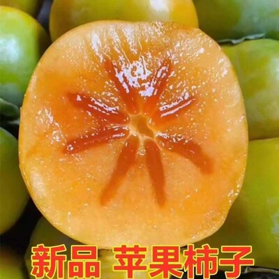 新品种嫁接柿子树苗特大甜