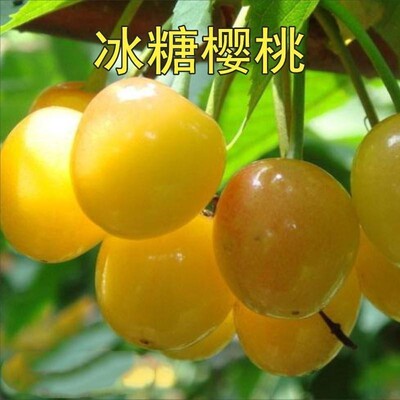 冰糖心樱桃树苗车厘子大嫁