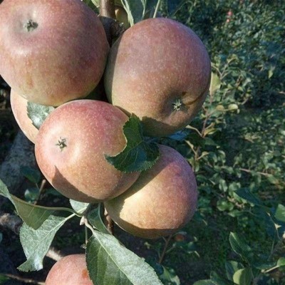 正宗老国光苹果树苗地栽盆