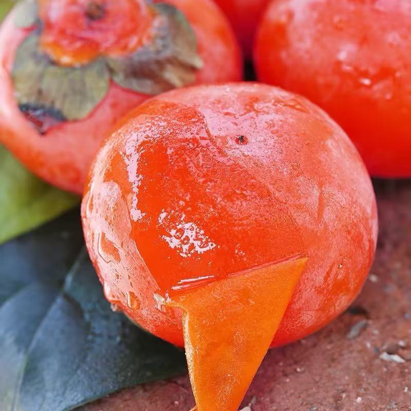 陕西临潼火晶柿子树苗嫁