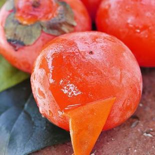 陕西临潼火晶柿子树苗嫁接无核南方北方别墅庭院盆栽地栽当年结果