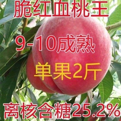 红血桃王树水果苗新品种脆