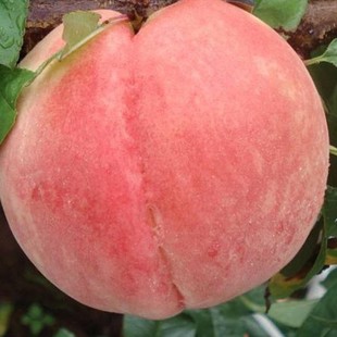 晚熟桃树巨型冬桃树苗果树苗中华特大桃王云南冬桃树苗四季新品种