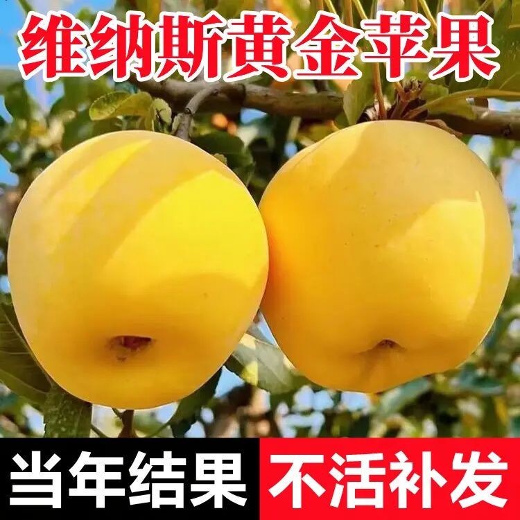 维纳斯黄金苹果树苗盆栽南