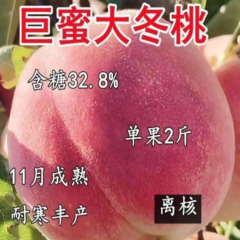 白富美大寿桃嫁接好养易活南方北方抗寒黄桃油桃蟠桃特大白寿桃树,农用物资,果树种子/种苗,淘宝优惠券,粉丝福利购,淘宝优惠卷