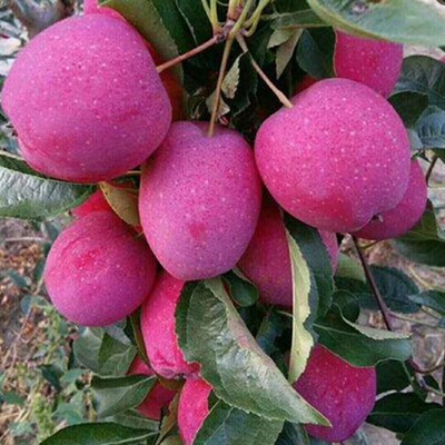 鸡心果苗锦绣香妃海棠苹树