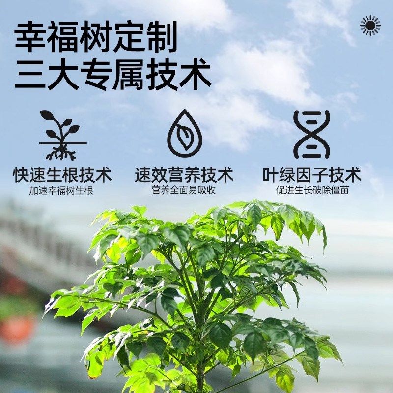 幸福树专用肥料营养液壮根去黄促茂盛室内绿植通用阳台盆栽液体肥