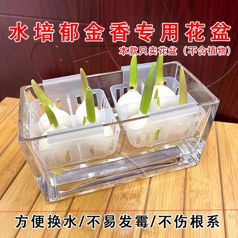 水培郁金香方形玻璃育苗盆多孔