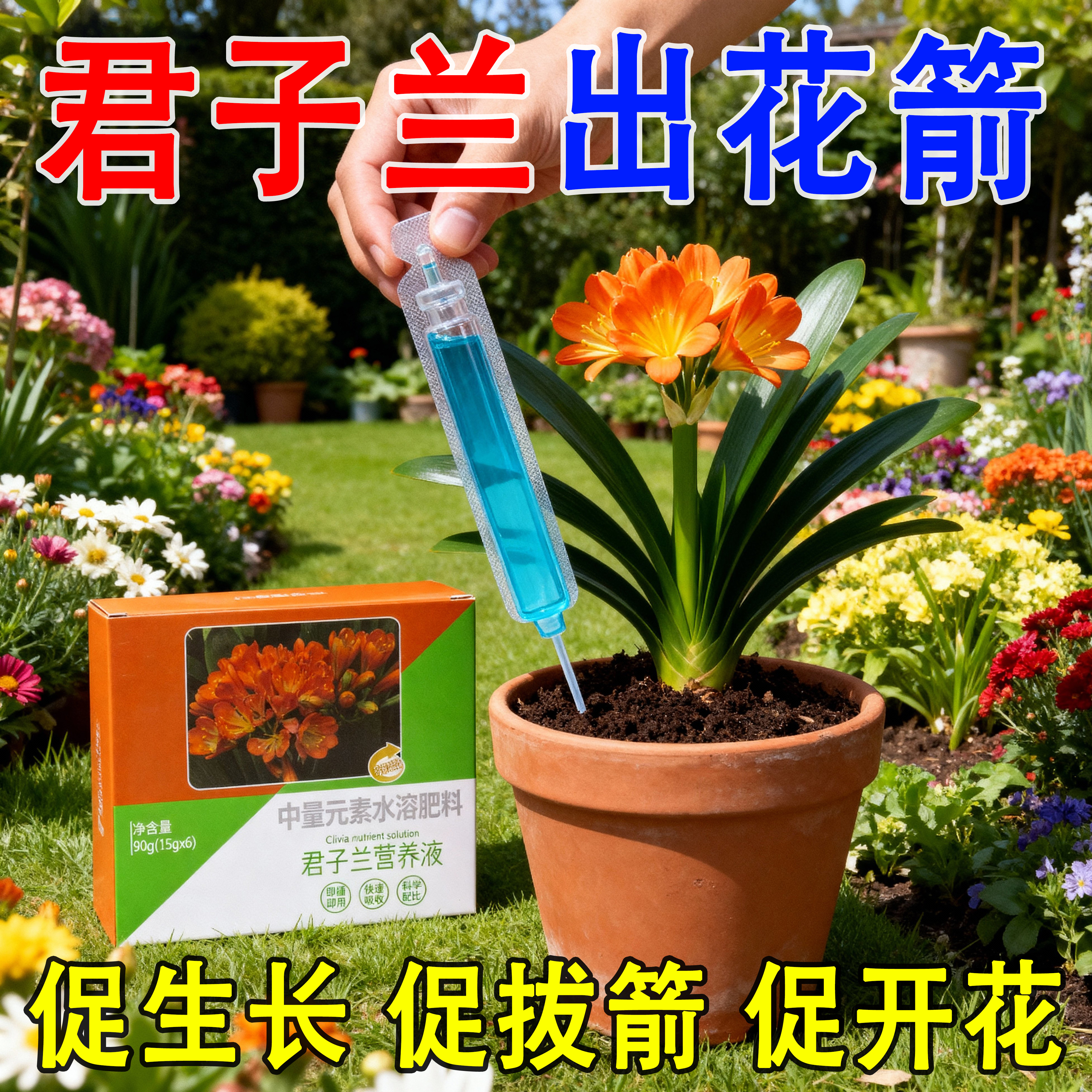 君子兰营养液专用肥料君子兰促箭剂催花快速授粉营养液防黄叶烂根