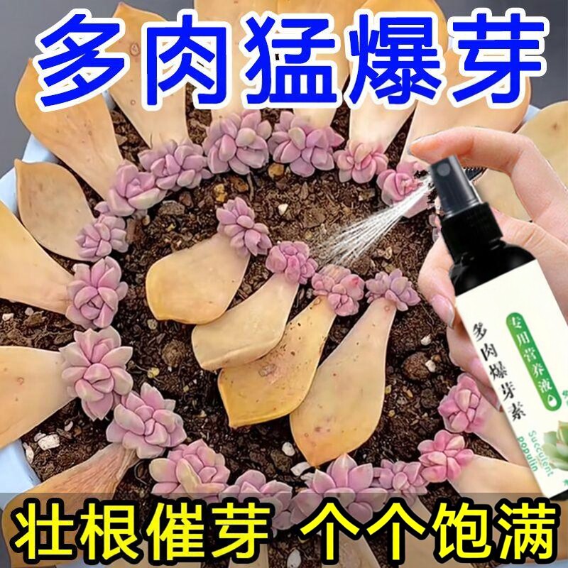 多肉爆芽素专用营养液