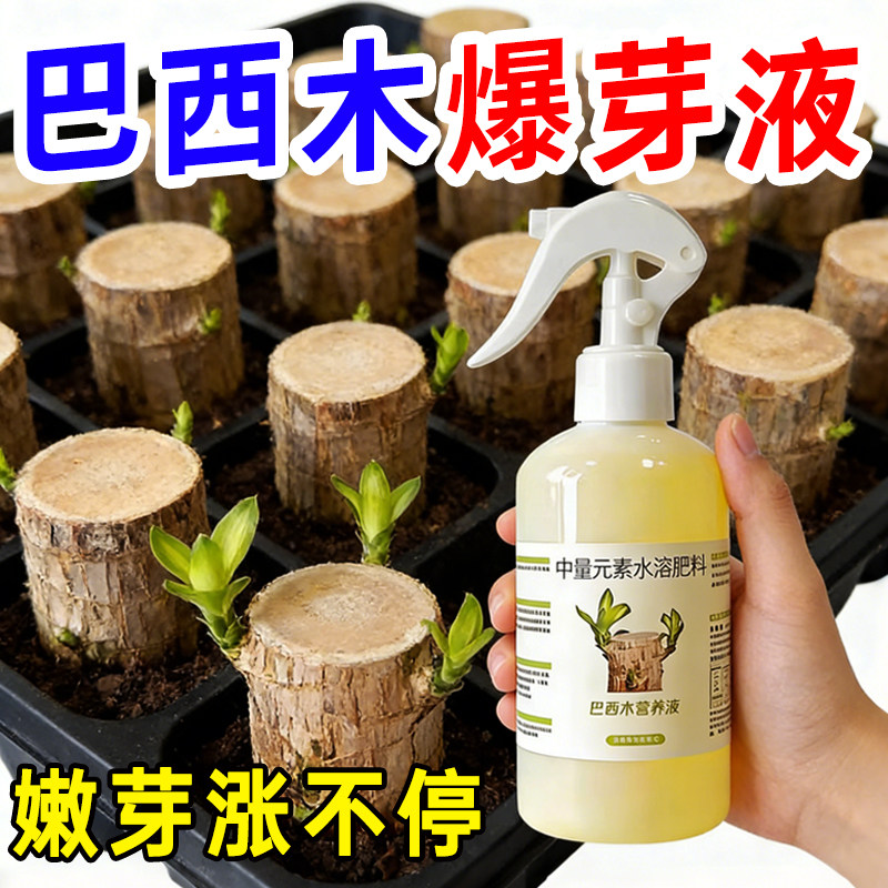 水培巴西木营养液幸运木