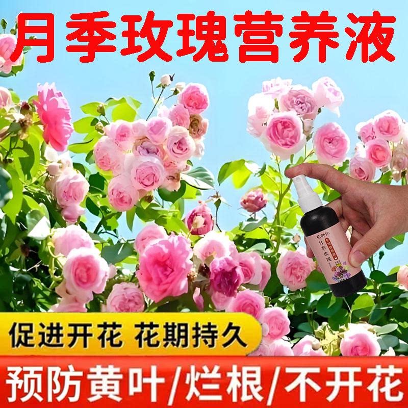 全年开不败月季玫瑰营养液