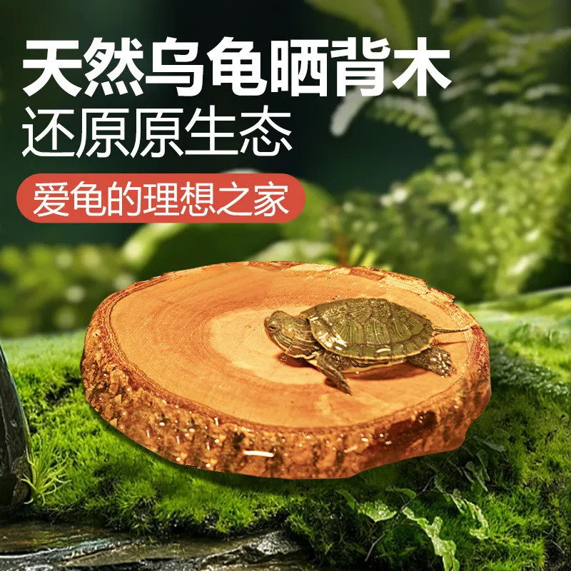 乌龟晒台龙眼木悬浮怀孕期
