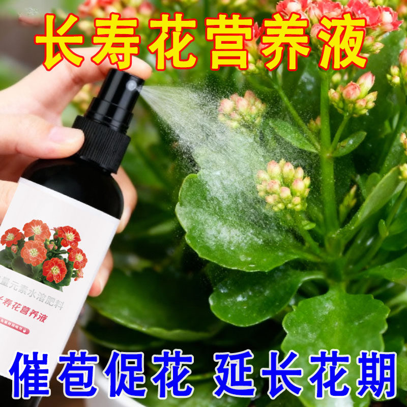 【长寿花专用】长寿花专用肥促开花治黄叶增花蕾延花期家庭营养液
