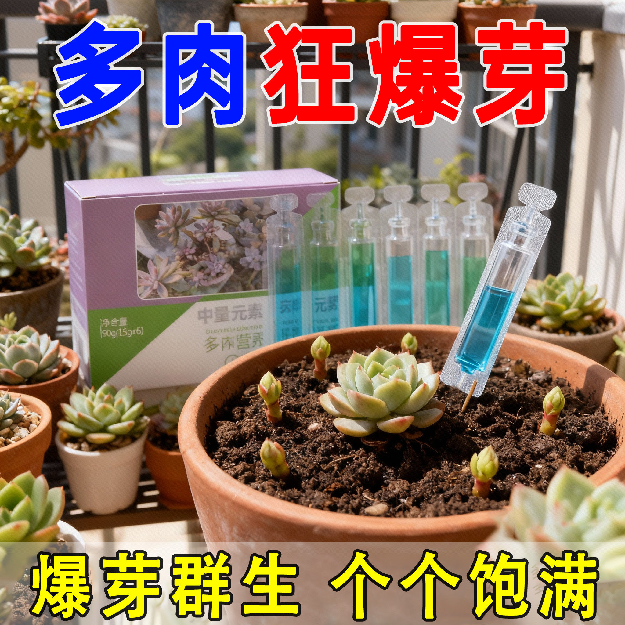 多肉肥料专用营养液增色增肥