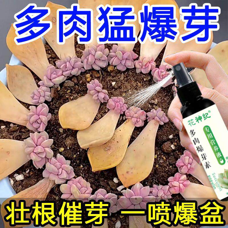 多肉爆芽素专用营养液