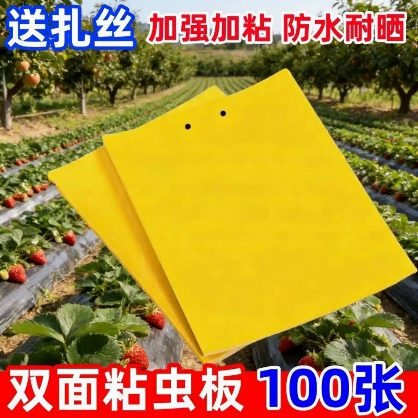 双面粘虫板诱虫板贴纸小飞虫