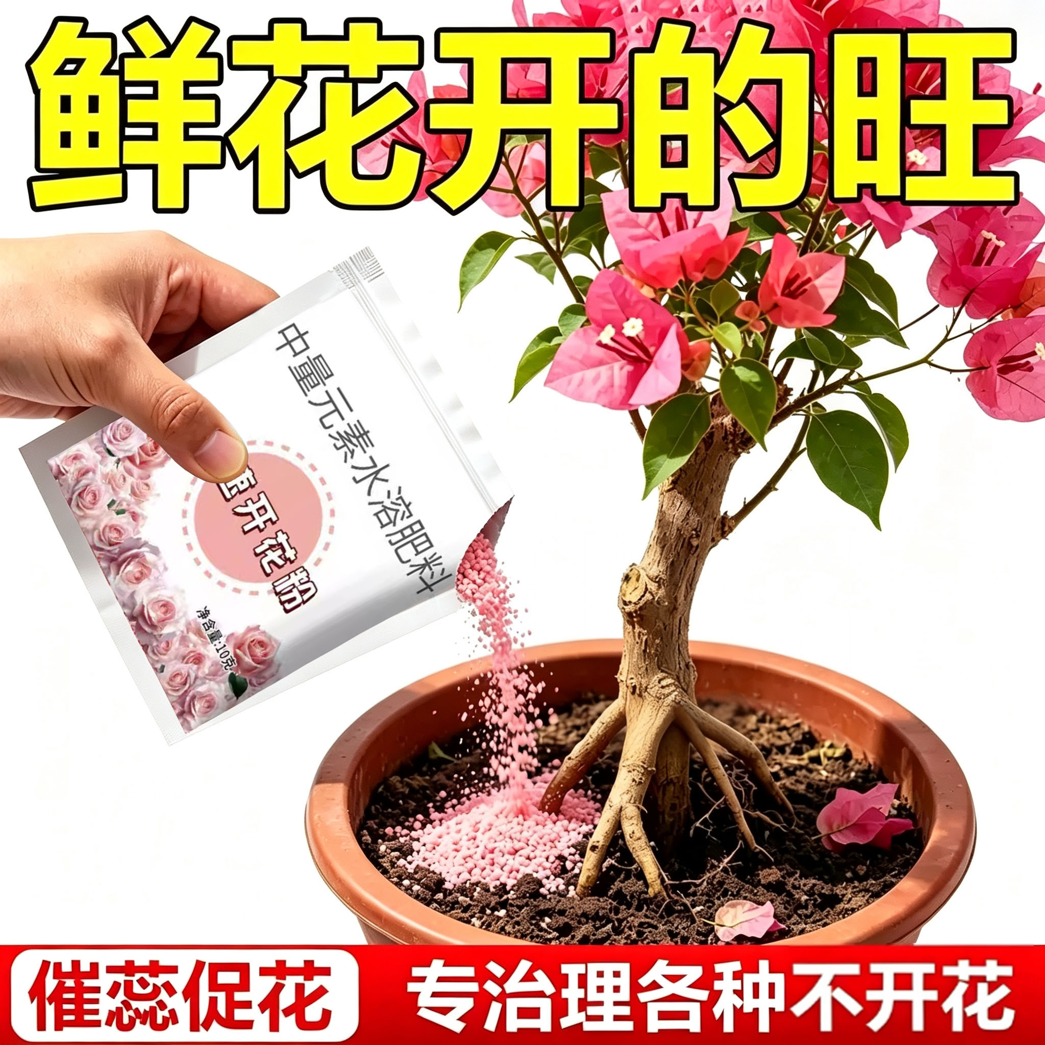 三角梅快速开花粉园艺盆栽