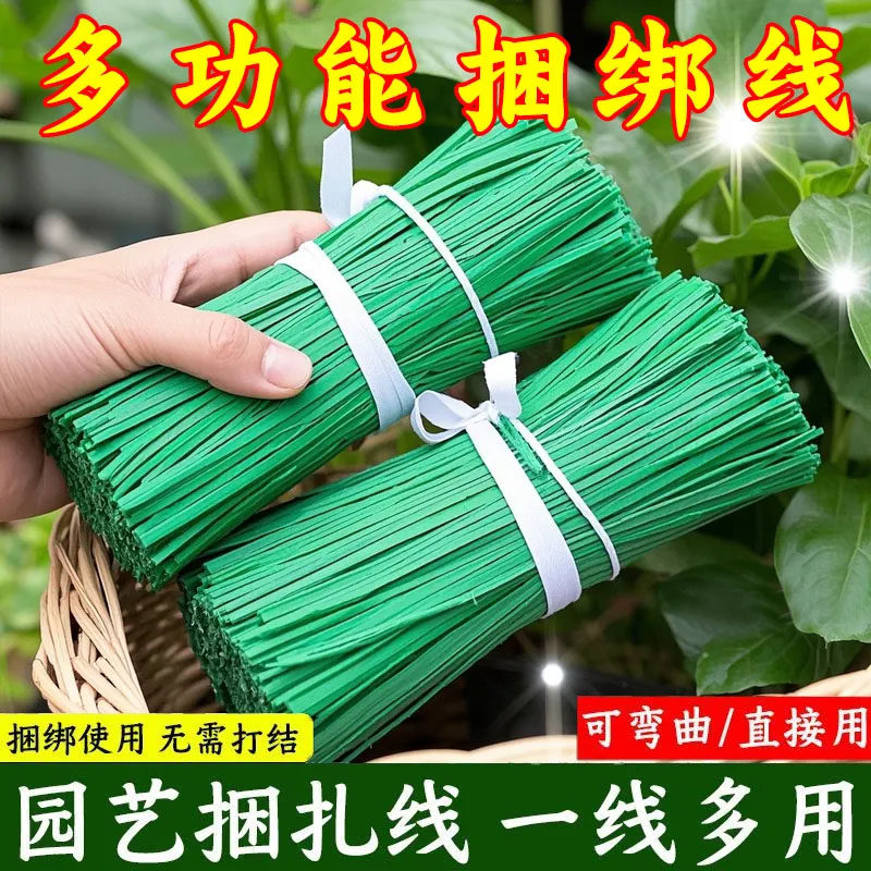 园艺花卉植物盆栽爬藤200根