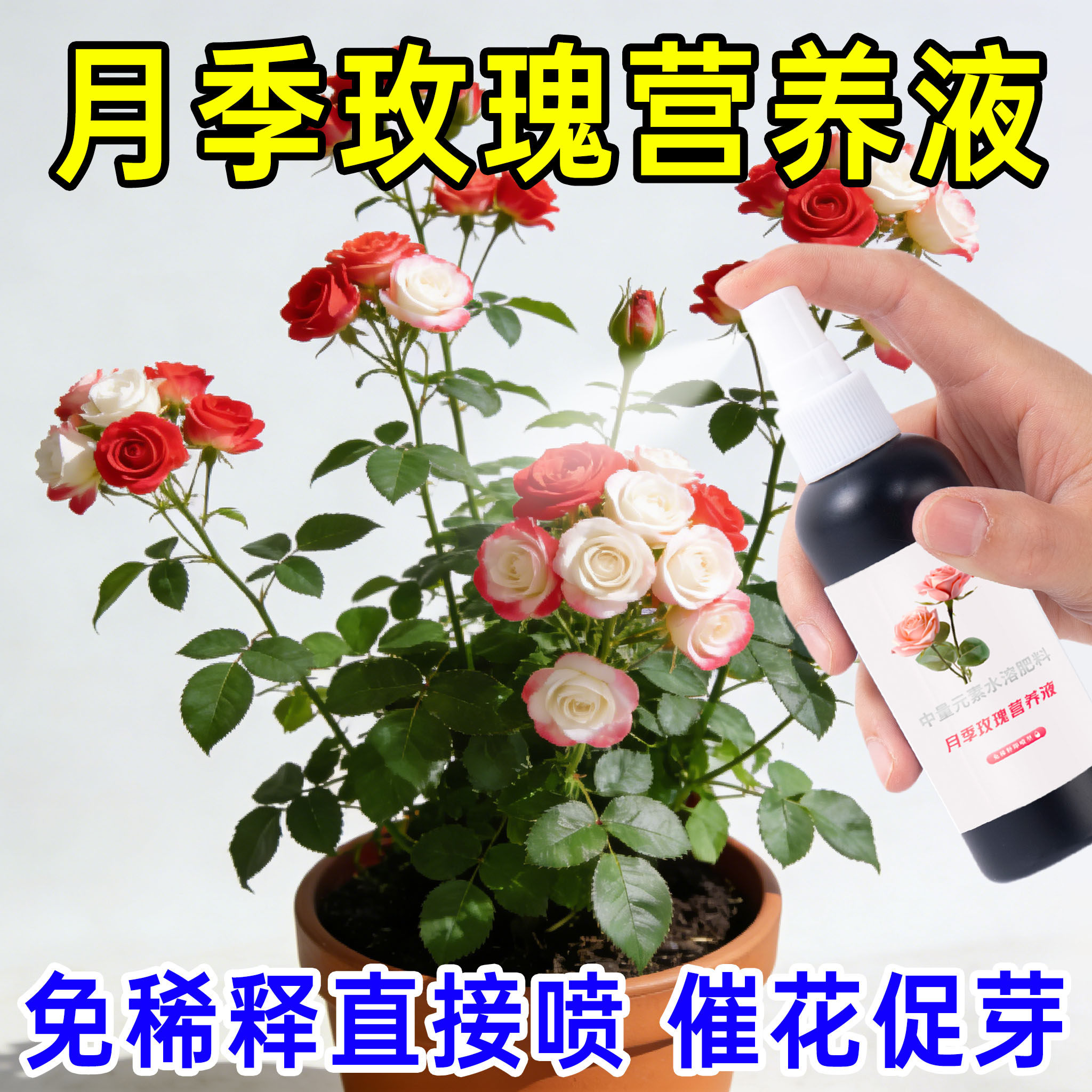 月季玫瑰营养液防黄叶不开花