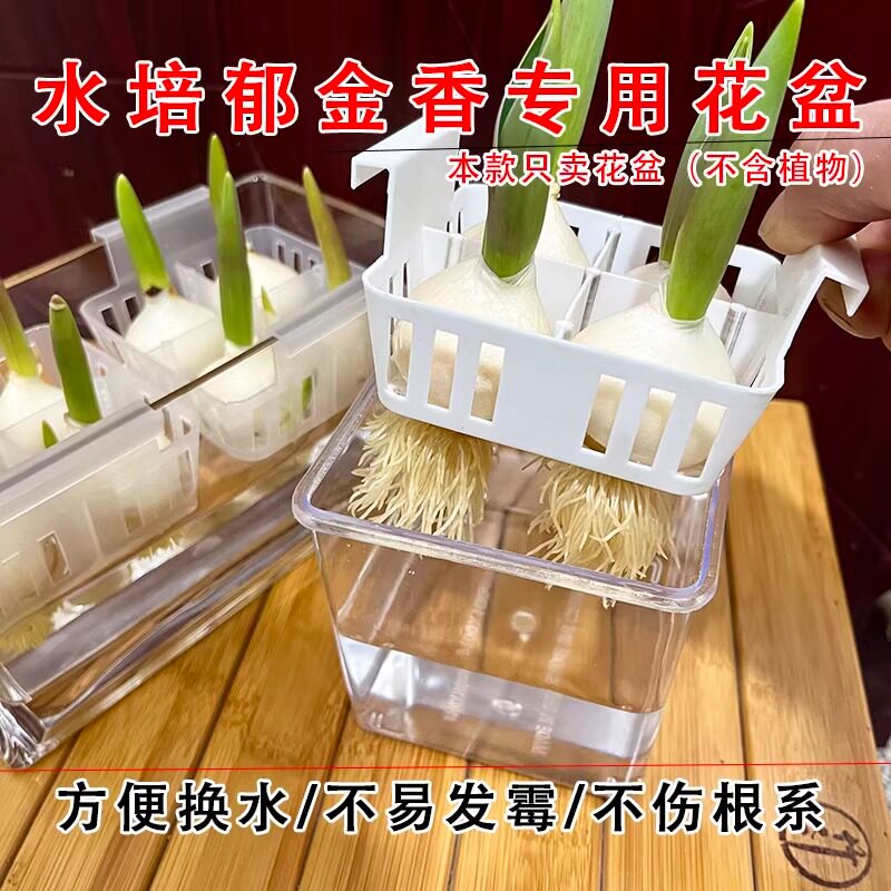 水培郁金香花盆含定植篮水养种球玻璃器皿方便换水透明郁金香花瓶