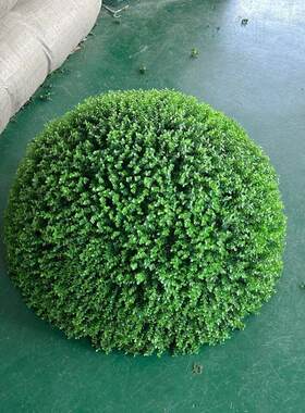 尤加利塑料金钱草球 仿真塑料草球 装饰用品花球米兰草球黄杨草球