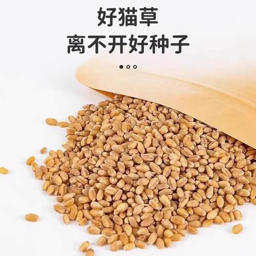 猫草盆栽无土水培种植盆套装懒人猫草种子猫咪用品化毛健康猫零食