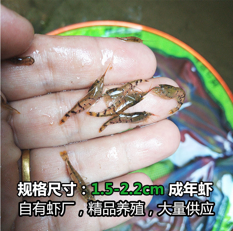 买一送5 观赏虾套餐虎纹虾 除藻虾 工具虾清洁虾黑壳虾原生虾包邮