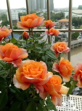 阳台【永远的爱帕索】橘红色双色玫瑰 黄色大花勤花艾帕索月季