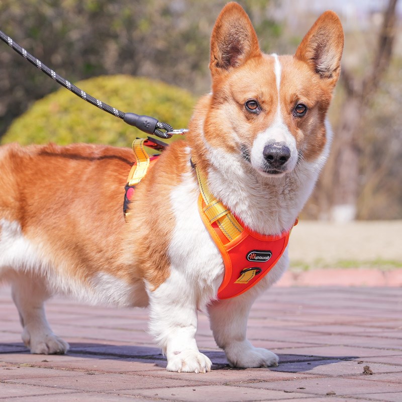 狗狗牵引绳胸背带柴犬柯基犬防爆冲中大型犬可调节背心式遛狗绳子